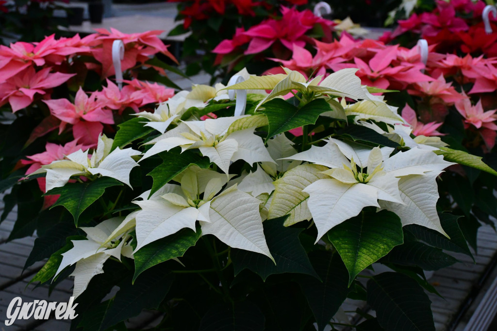 U Wojewodzica przygotowali tysiące gwiazd betlejemskich
