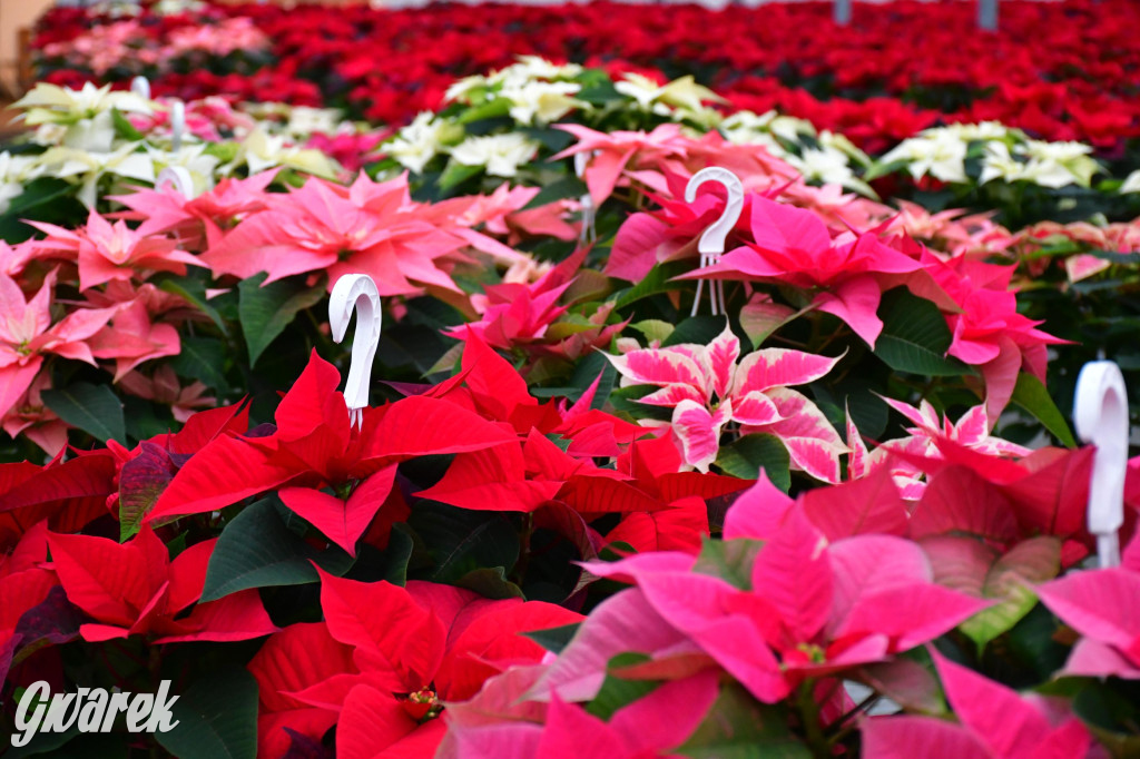 U Wojewodzica przygotowali tysiące gwiazd betlejemskich