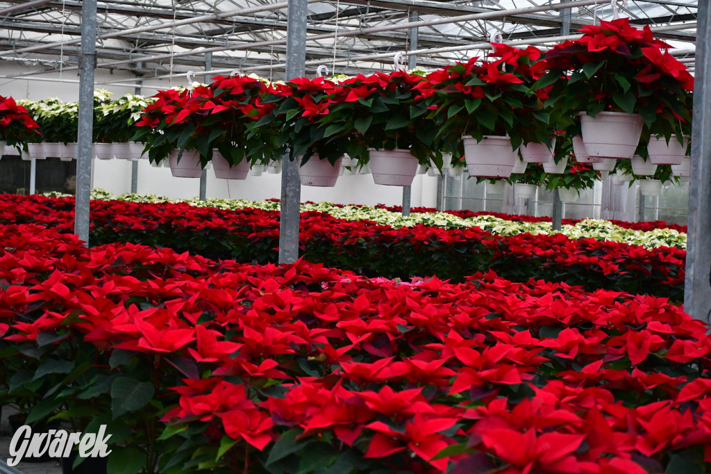 U Wojewodzica przygotowali tysiące gwiazd betlejemskich