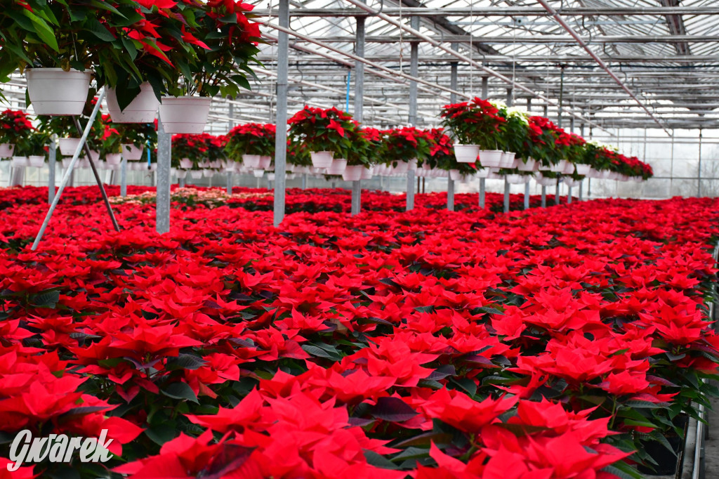 U Wojewodzica przygotowali tysiące gwiazd betlejemskich