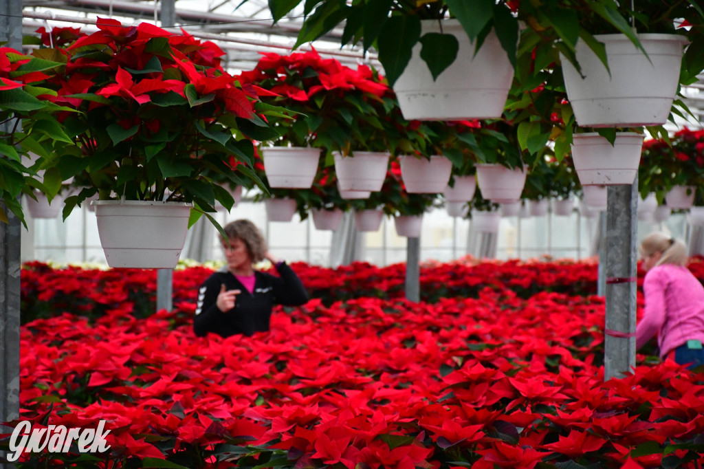 U Wojewodzica przygotowali tysiące gwiazd betlejemskich