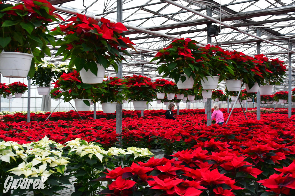 U Wojewodzica przygotowali tysiące gwiazd betlejemskich