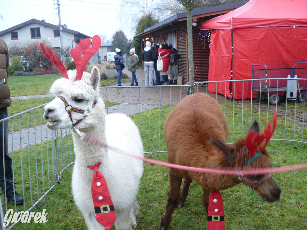 Kameralnie, z alpakami. Połomski jarmark