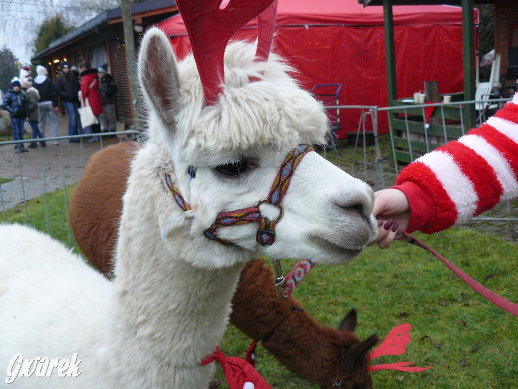 Kameralnie, z alpakami. Połomski jarmark