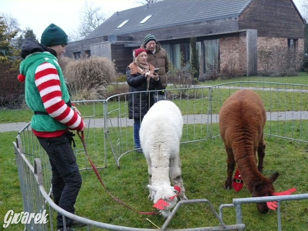 Kameralnie, z alpakami. Połomski jarmark
