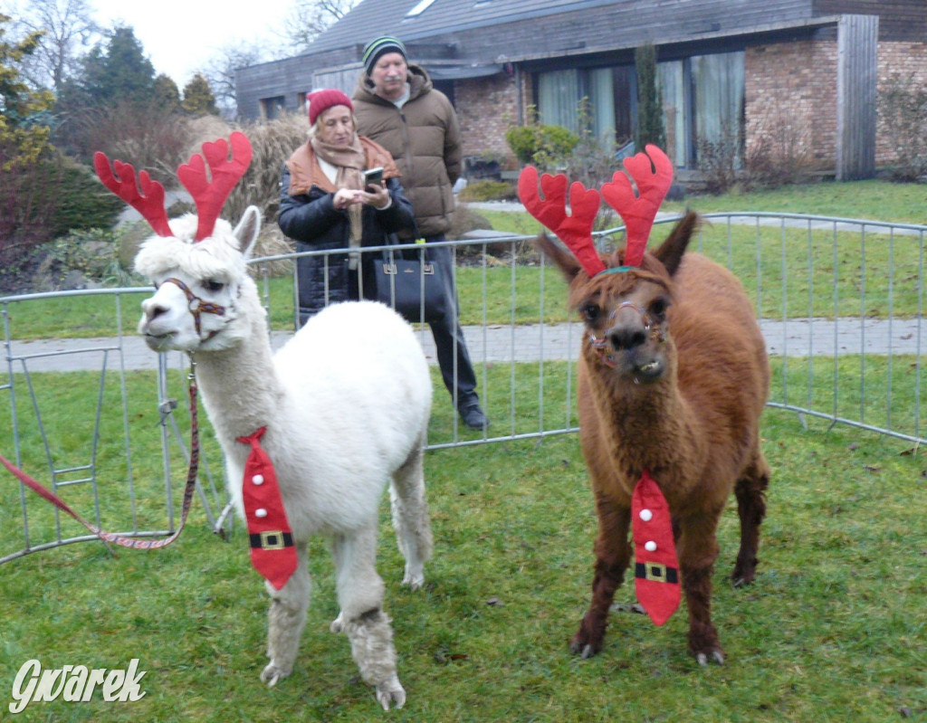 Kameralnie, z alpakami. Połomski jarmark