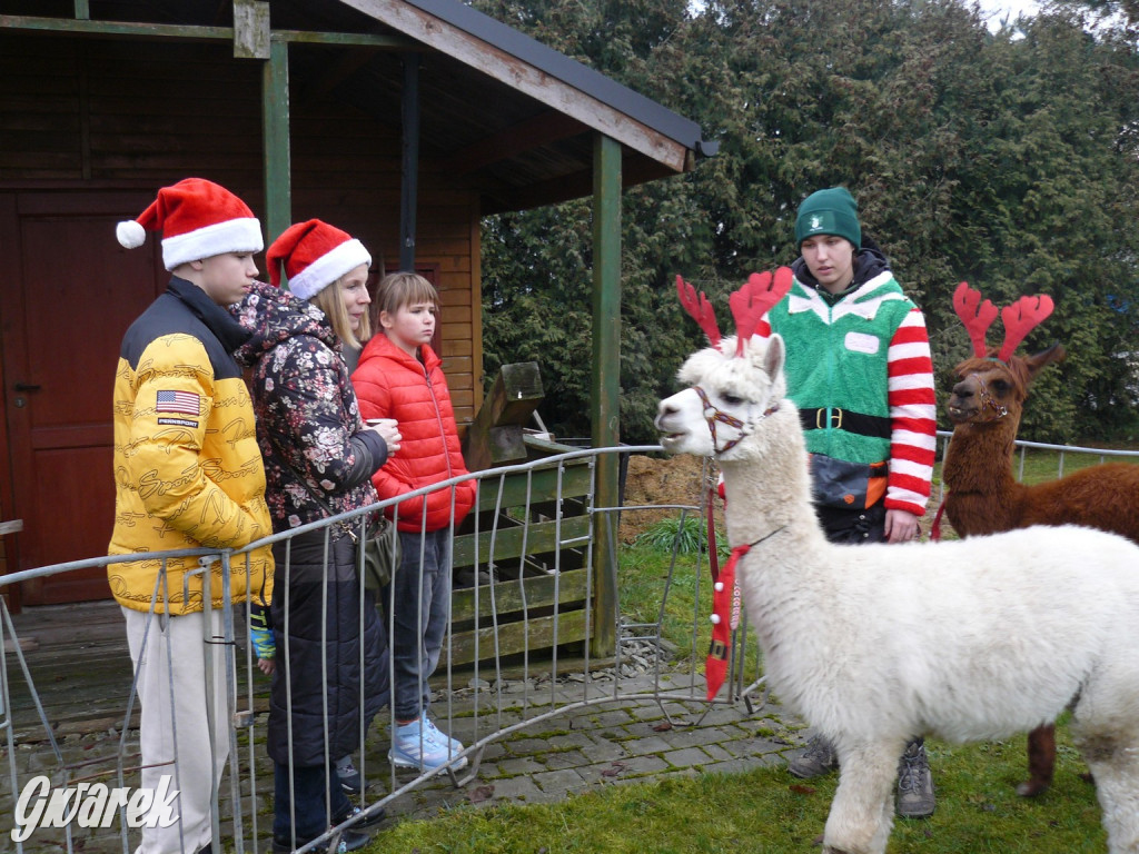 Kameralnie, z alpakami. Połomski jarmark