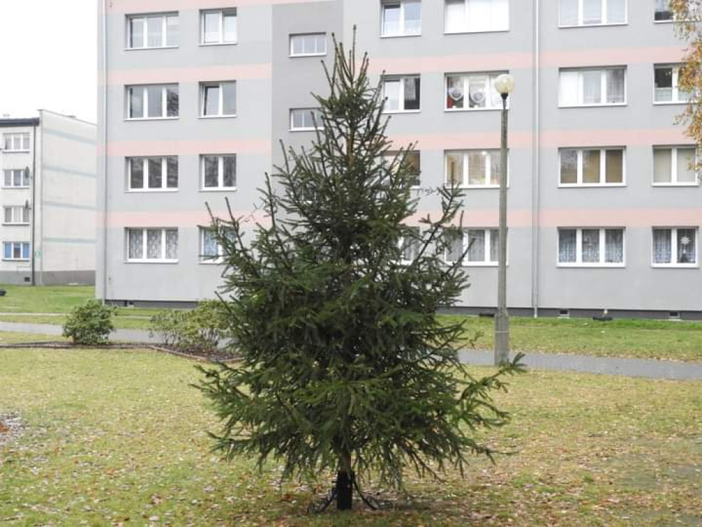 Strojenie choinki na osiedlowym skwerku seniora