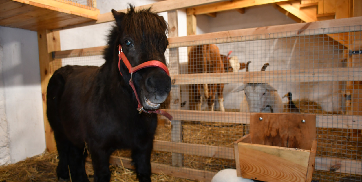 Żywa stajenka w Strzybnicy ponownie otwarta