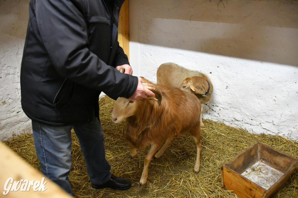 Żywa stajenka w Strzybnicy ponownie otwarta