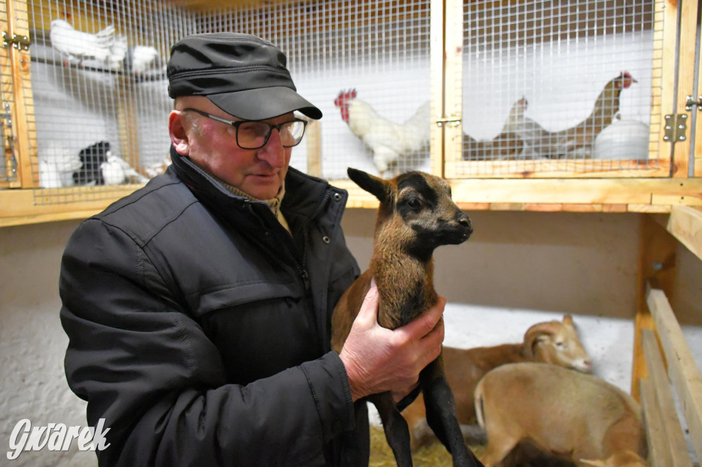 Żywa stajenka w Strzybnicy ponownie otwarta