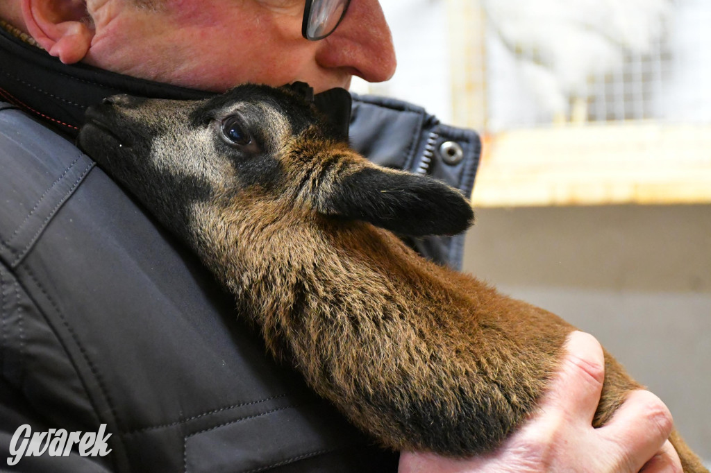 Żywa stajenka w Strzybnicy ponownie otwarta