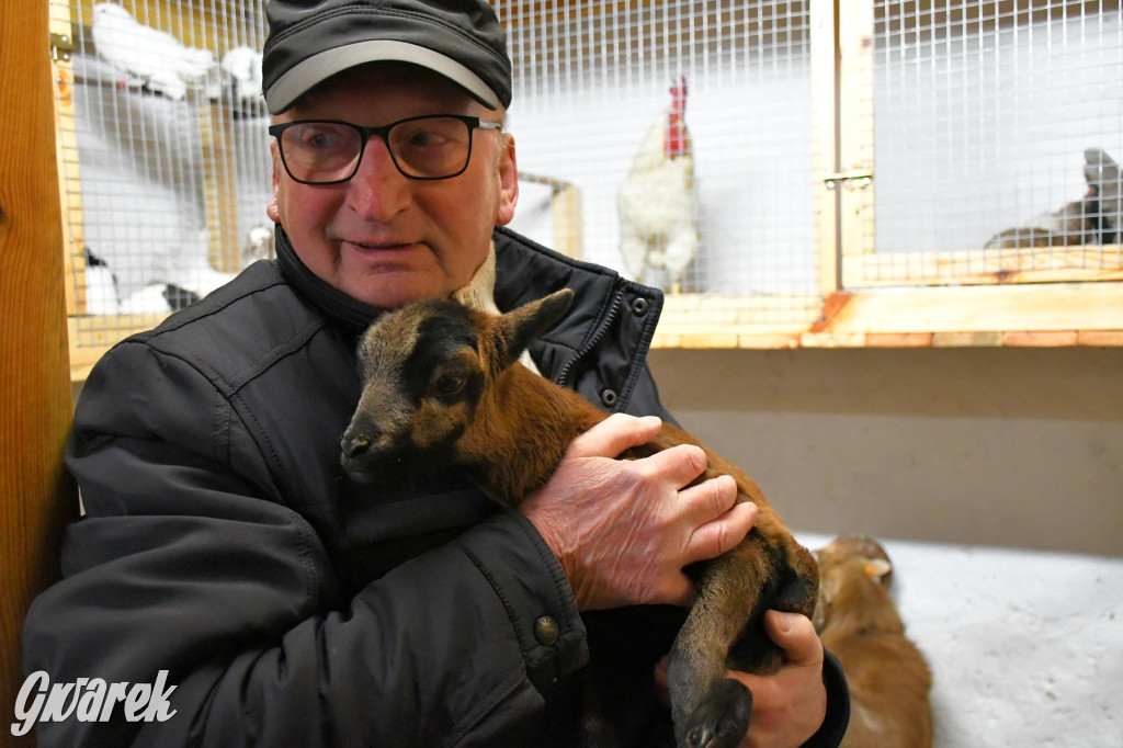 Żywa stajenka w Strzybnicy ponownie otwarta