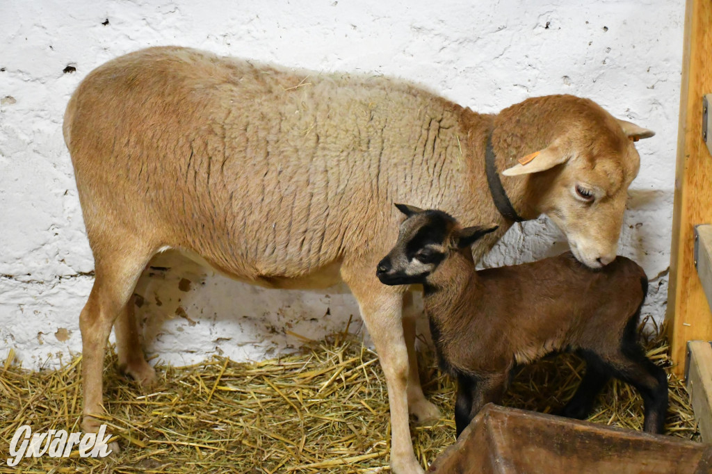 Żywa stajenka w Strzybnicy ponownie otwarta