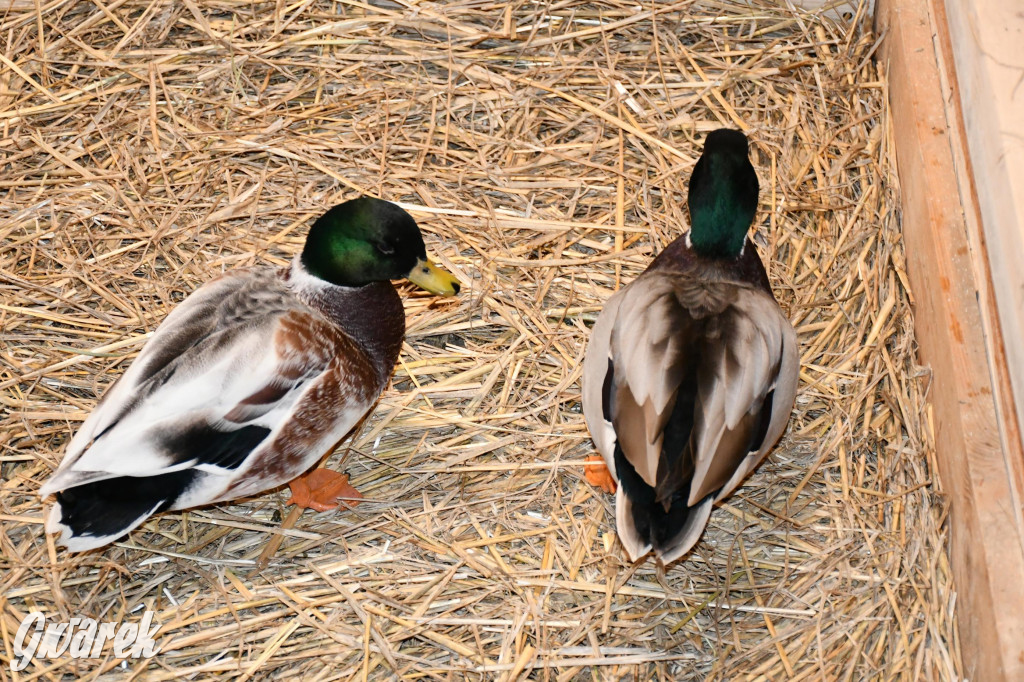 Żywa stajenka w Strzybnicy ponownie otwarta
