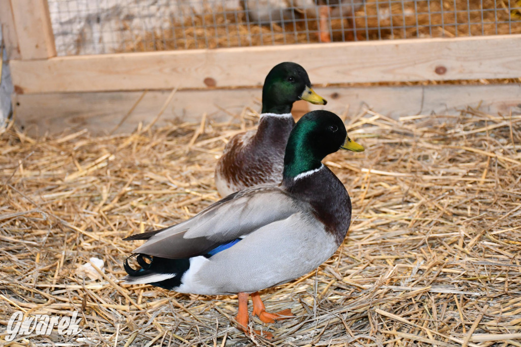 Żywa stajenka w Strzybnicy ponownie otwarta
