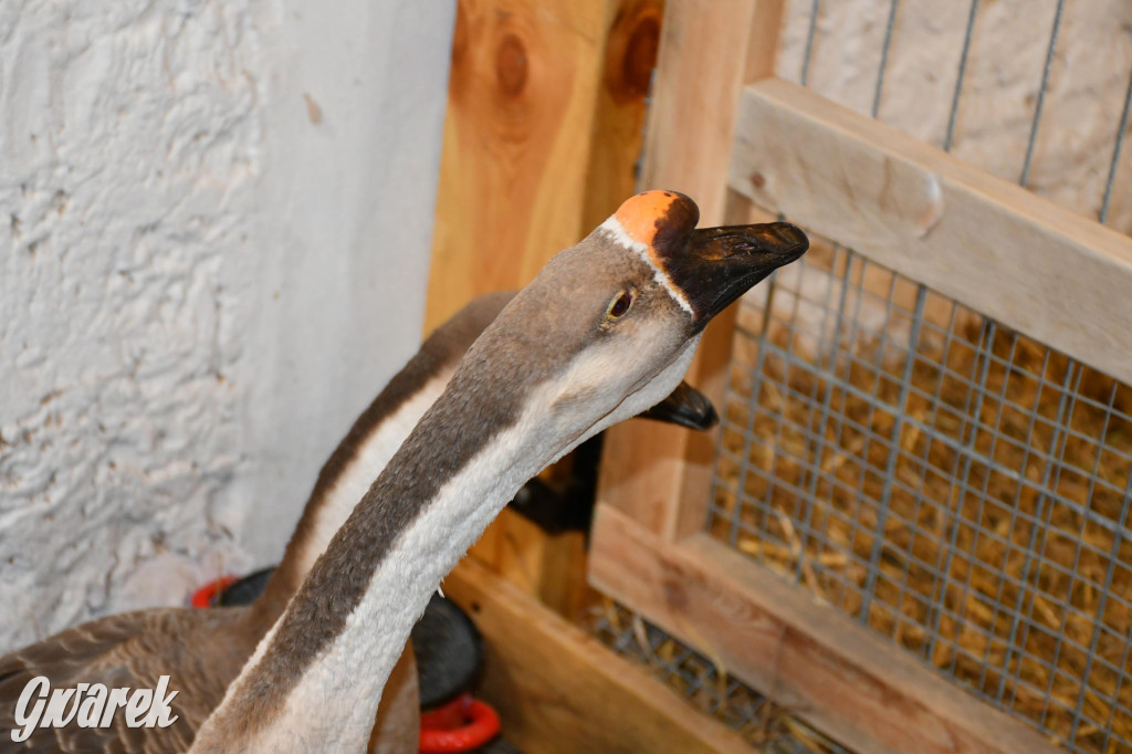 Żywa stajenka w Strzybnicy ponownie otwarta