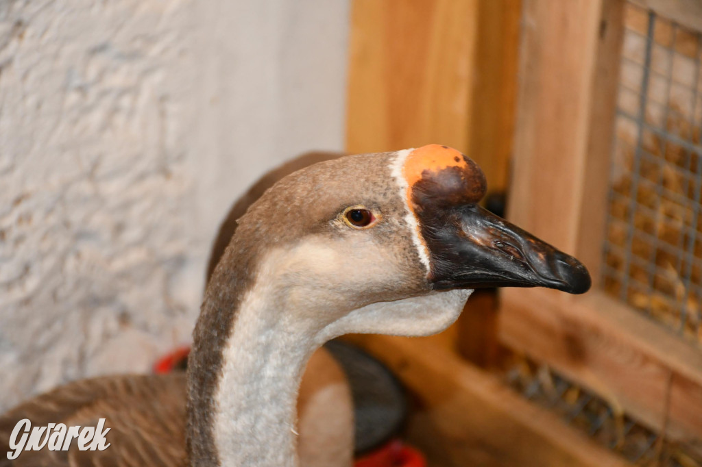 Żywa stajenka w Strzybnicy ponownie otwarta