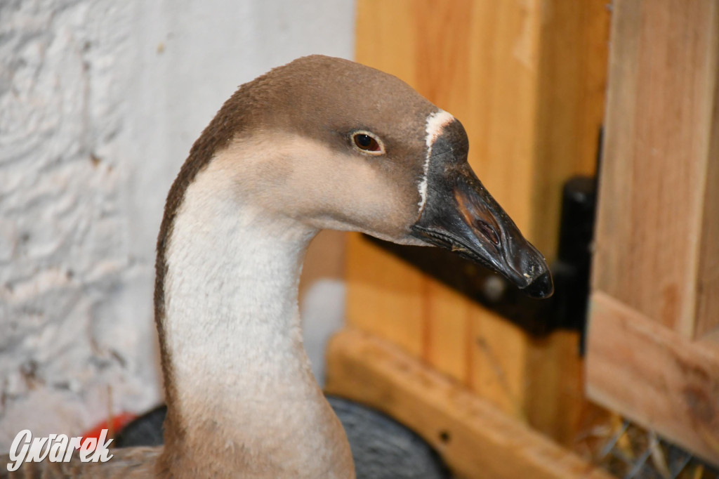 Żywa stajenka w Strzybnicy ponownie otwarta