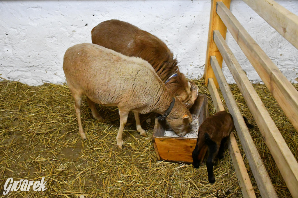 Żywa stajenka w Strzybnicy ponownie otwarta