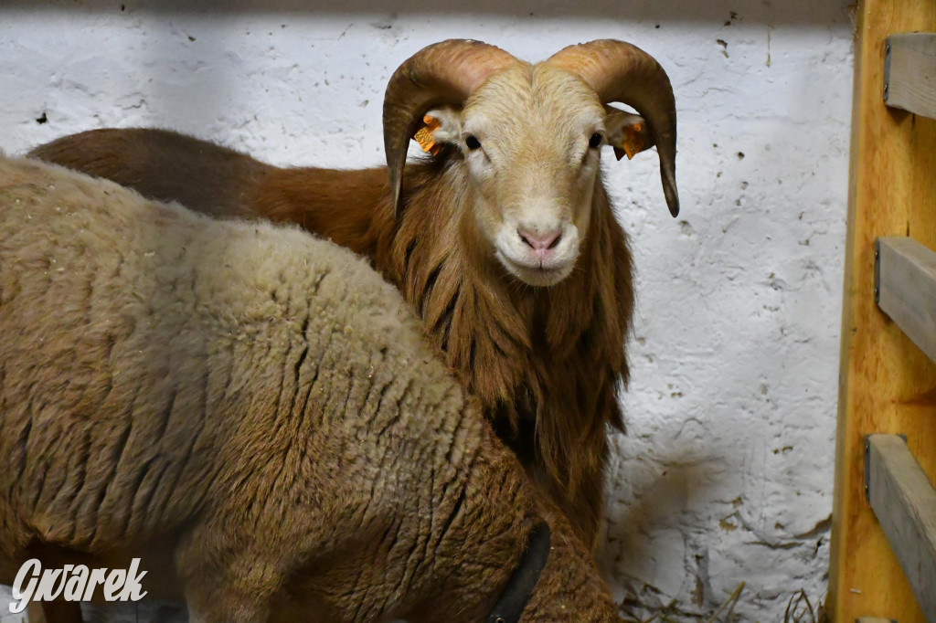 Żywa stajenka w Strzybnicy ponownie otwarta