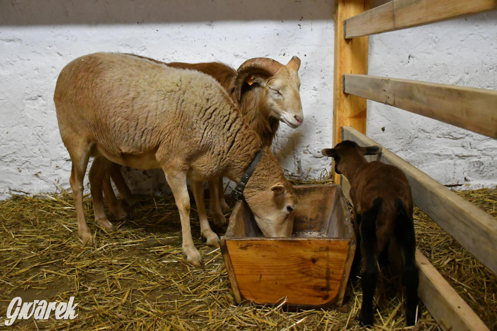 Żywa stajenka w Strzybnicy ponownie otwarta