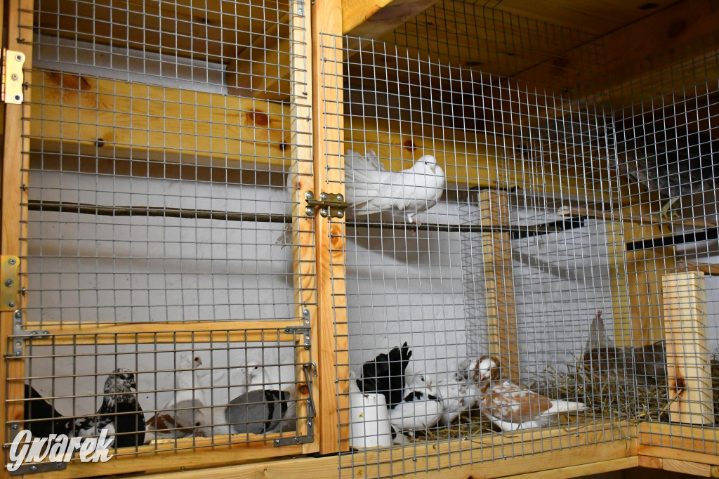 Żywa stajenka w Strzybnicy ponownie otwarta