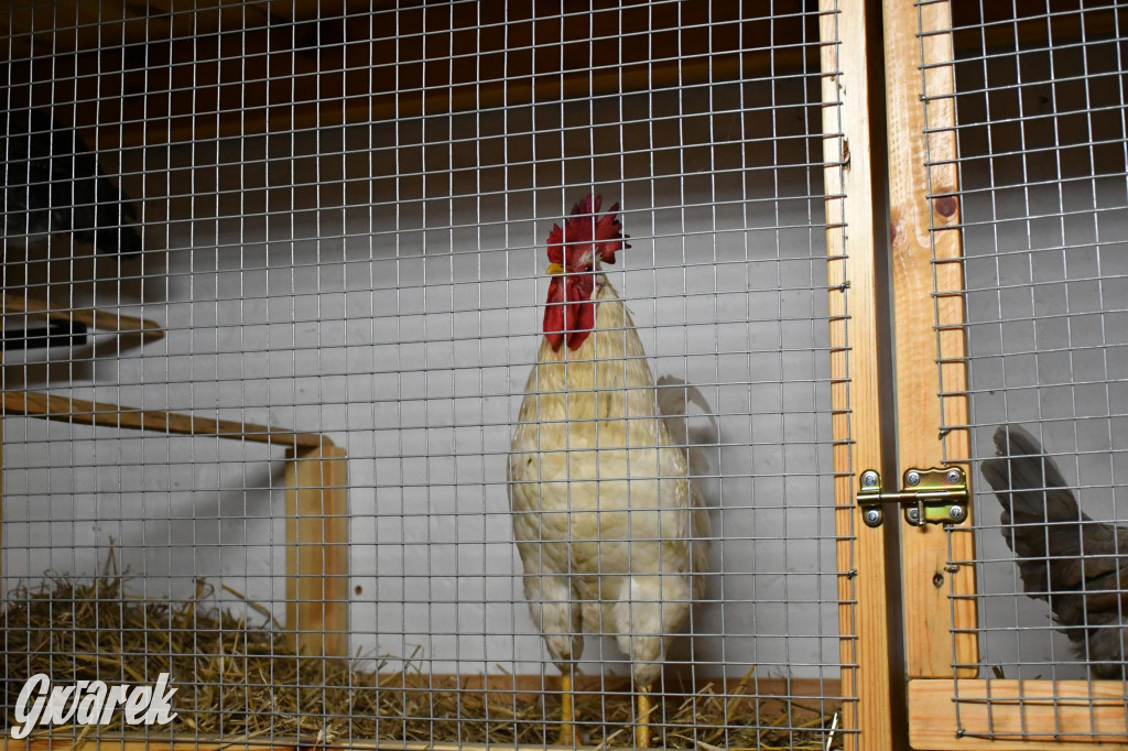 Żywa stajenka w Strzybnicy ponownie otwarta