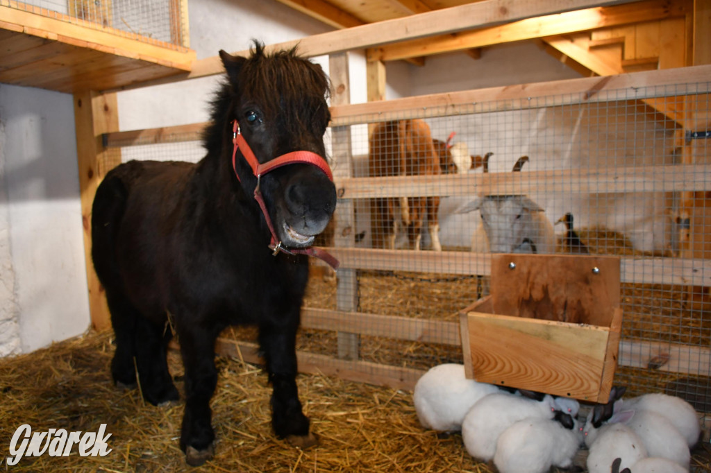 Żywa stajenka w Strzybnicy ponownie otwarta