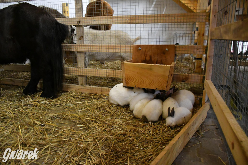 Żywa stajenka w Strzybnicy ponownie otwarta