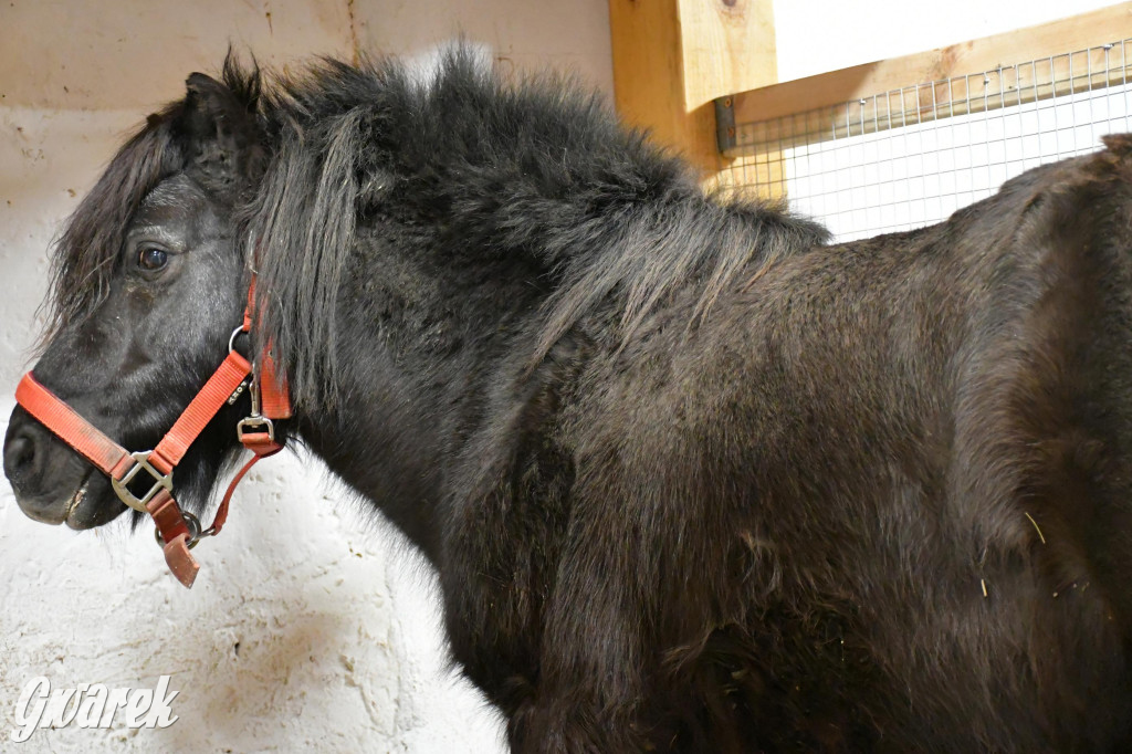 Żywa stajenka w Strzybnicy ponownie otwarta