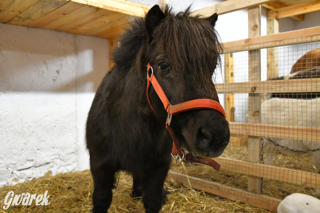 Żywa stajenka w Strzybnicy ponownie otwarta