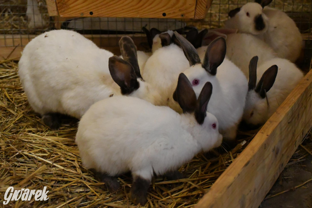 Żywa stajenka w Strzybnicy ponownie otwarta