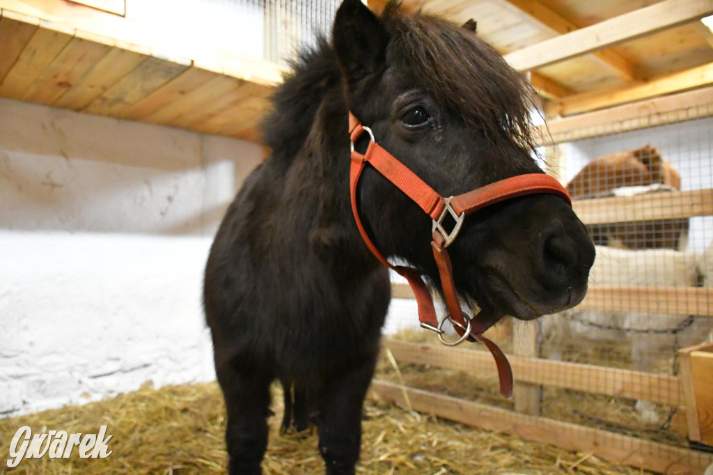 Żywa stajenka w Strzybnicy ponownie otwarta