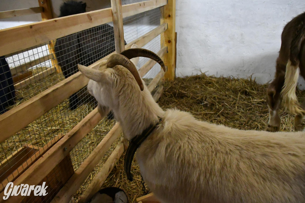 Żywa stajenka w Strzybnicy ponownie otwarta