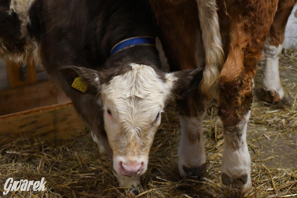 Żywa stajenka w Strzybnicy ponownie otwarta