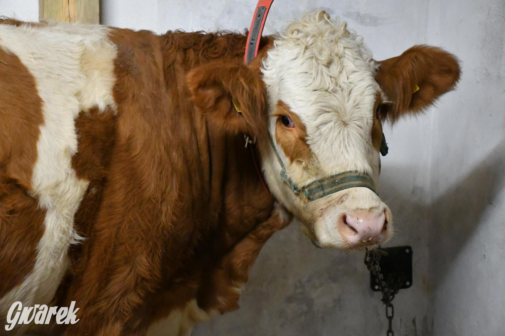 Żywa stajenka w Strzybnicy ponownie otwarta