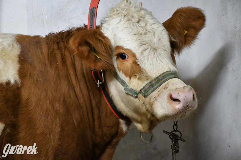 Żywa stajenka w Strzybnicy ponownie otwarta