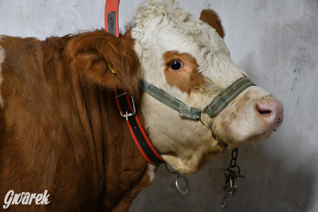 Żywa stajenka w Strzybnicy ponownie otwarta