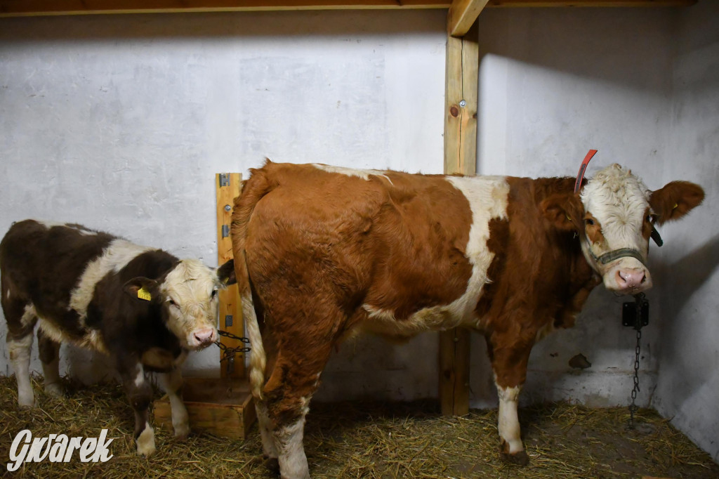 Żywa stajenka w Strzybnicy ponownie otwarta