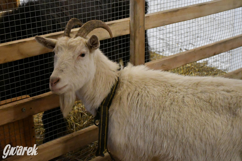 Żywa stajenka w Strzybnicy ponownie otwarta