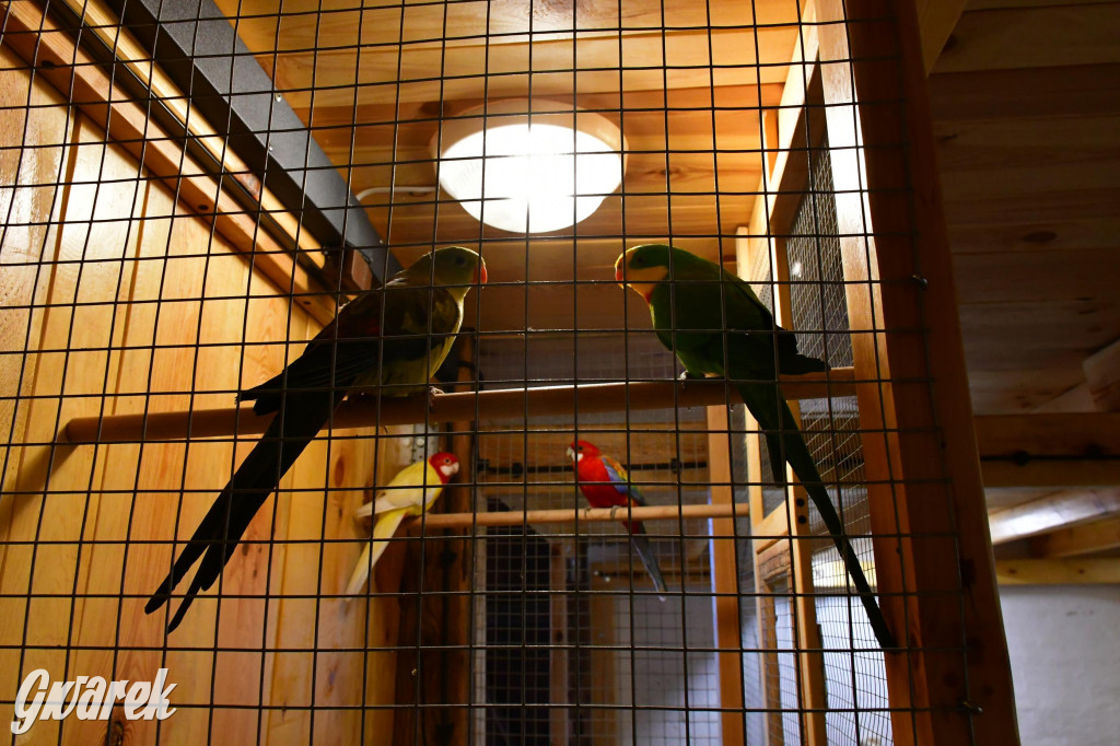 Żywa stajenka w Strzybnicy ponownie otwarta