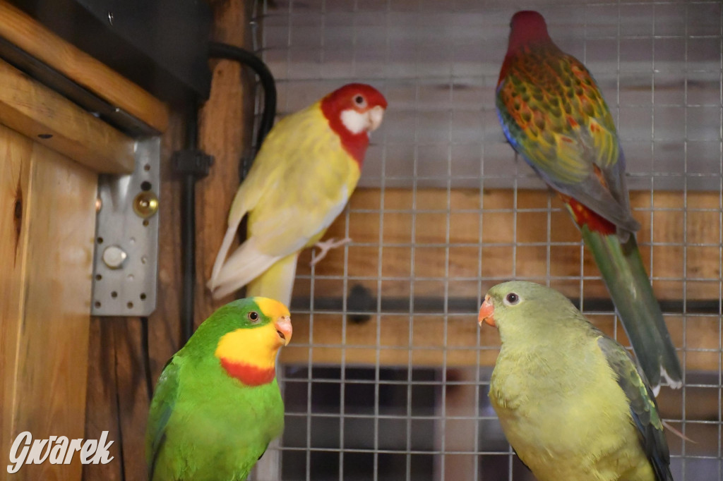 Żywa stajenka w Strzybnicy ponownie otwarta