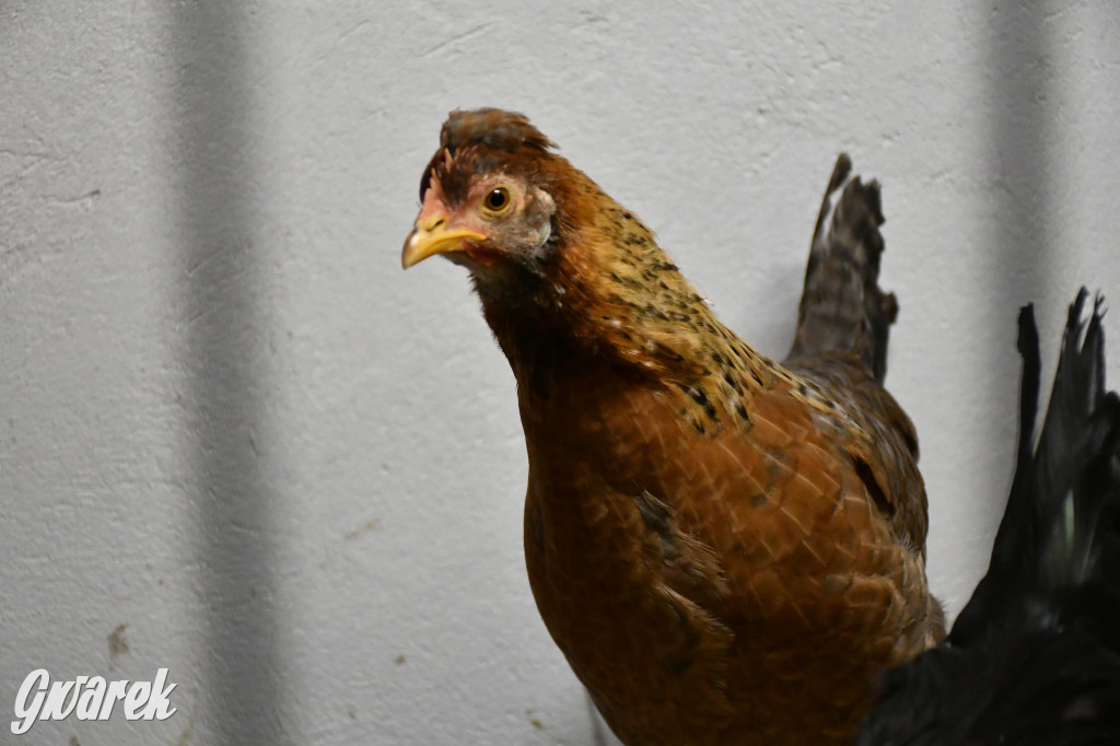 Żywa stajenka w Strzybnicy ponownie otwarta