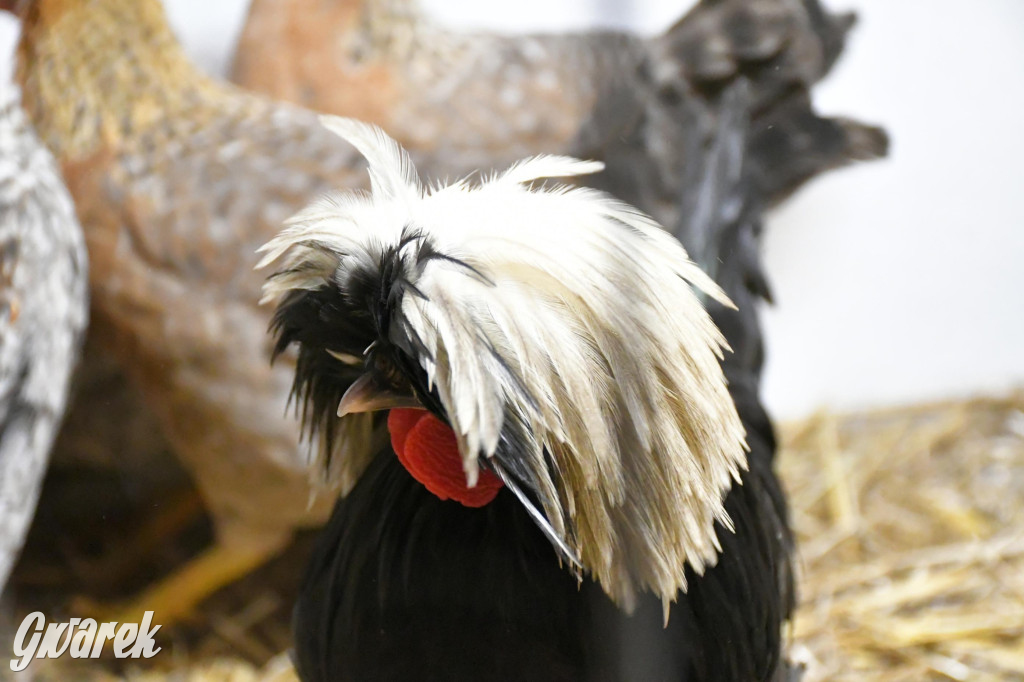 Żywa stajenka w Strzybnicy ponownie otwarta