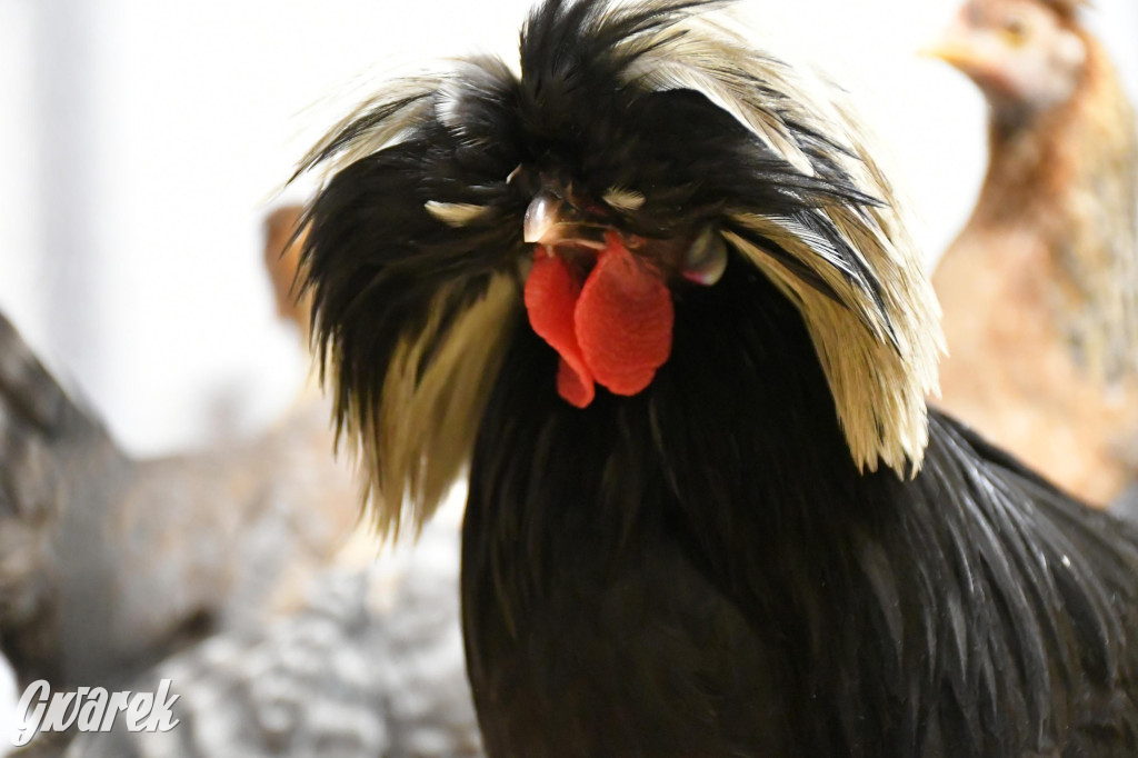 Żywa stajenka w Strzybnicy ponownie otwarta