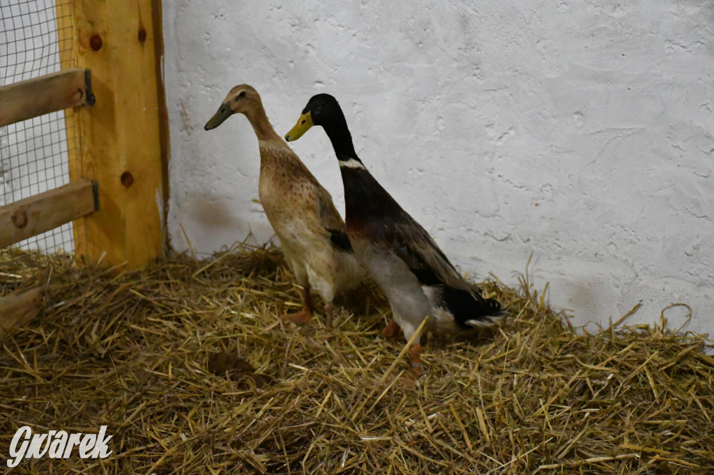 Żywa stajenka w Strzybnicy ponownie otwarta