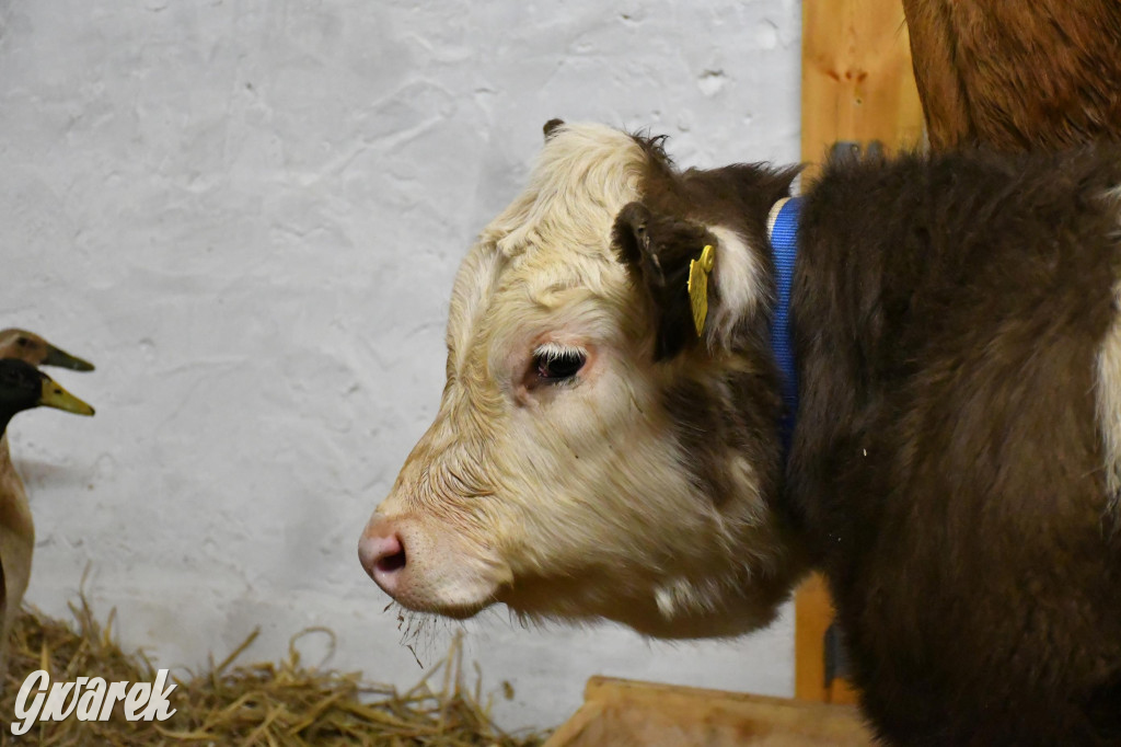 Żywa stajenka w Strzybnicy ponownie otwarta