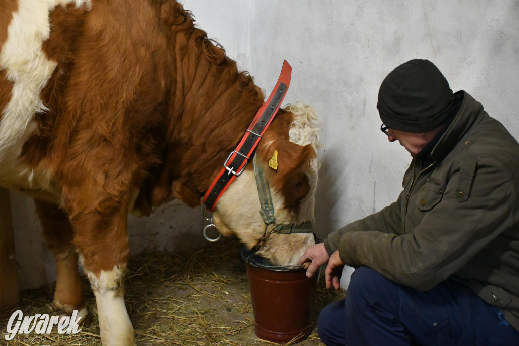 Żywa stajenka w Strzybnicy ponownie otwarta