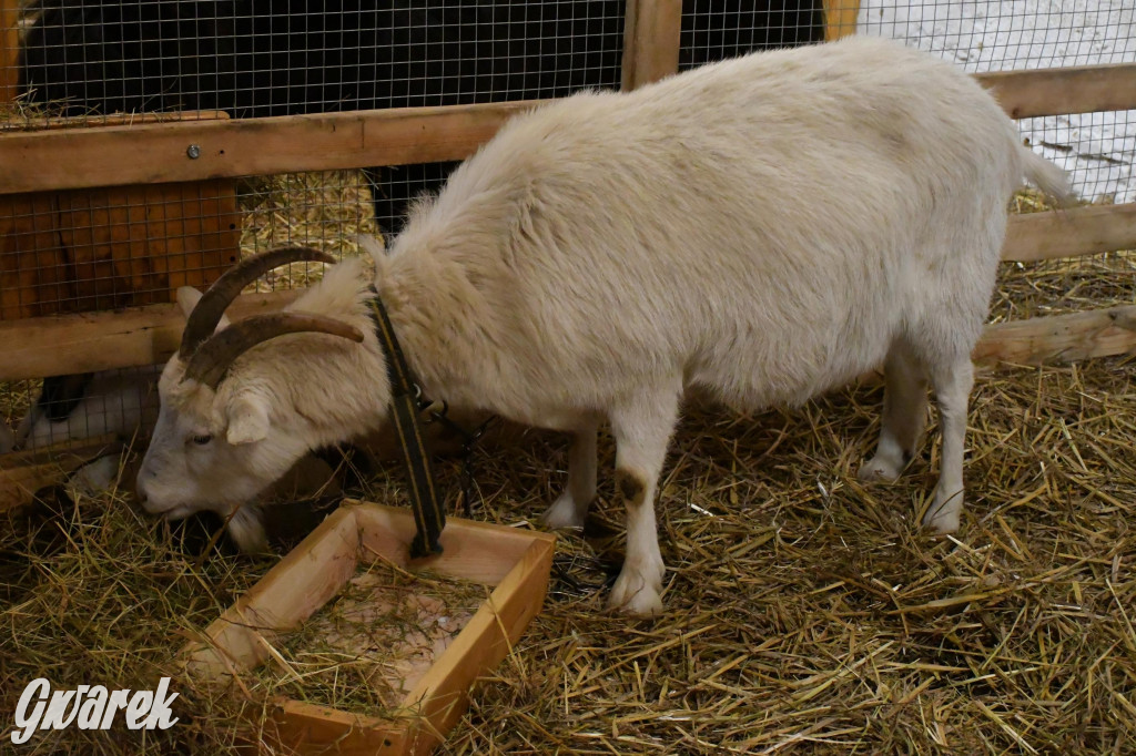 Żywa stajenka w Strzybnicy ponownie otwarta